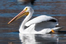 PelicanNov-100.jpg