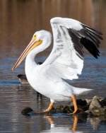 PelicanNov-101.jpg