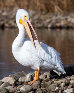 PelicanNov-102.jpg