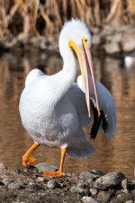 PelicanNov-108.jpg