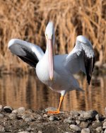 PelicanNov-107.jpg