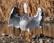 PelicanNov-106.jpg