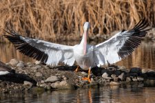 PelicanNov-105.jpg