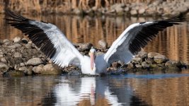 PelicanNov-103.jpg