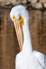 PelicanNov-109.jpg