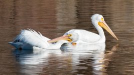PelicanNov-110.jpg