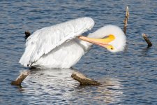 PelicanNov-115.jpg