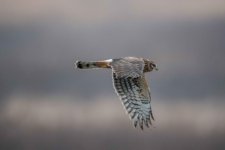 DSC_5906.jpg