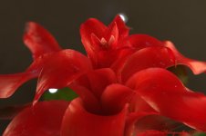Red Bromeliad #2 11-27-2016.jpg