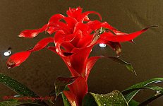 Red Bromeliad #3 11-27-2016.jpg