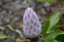 DSC_5035.jpg