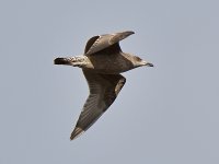 HerringGull.jpg