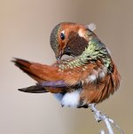 Hummer11.jpg