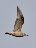HerringGull2.jpg