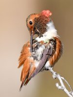 Hummer23.jpg