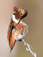 Hummer28.jpg
