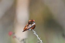 Hummer38.jpg