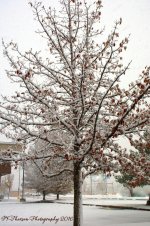 Snowy Trees 11-28-2016.jpg