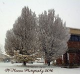 Snowy Trees #2 11-28-2016.jpg