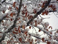 Autumn Leaves with Snow 11-28-2016.jpg