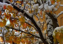 Autumn Leaves with Snow  #2 11-28-2016.jpg