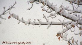 Snowy Branches 11-28-2016.jpg