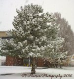 Snowy Pine 11-28-2016.jpg