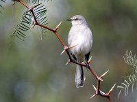 Mockingbird2.jpg