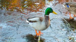 November 29, 2016-0073-Edit.jpg