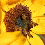 Bees2.jpg