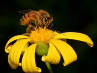 Bees3.jpg