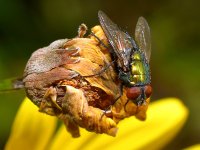 Fly.jpg