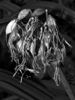 Flowerhead.jpg