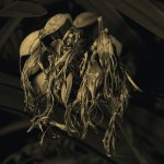 FlowerheadSepia.jpg