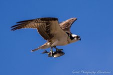 DSC_0396.jpg