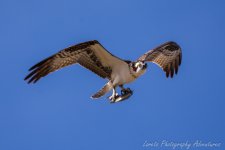 DSC_0397.jpg