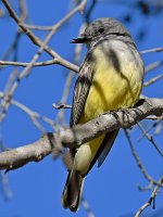 Kingbird5.jpg