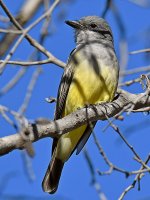 Kingbird6.jpg