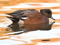 Wigeon.jpg