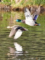 Ducks.jpg