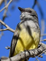 Kingbird7.jpg