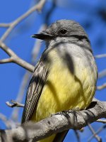 Kingbird3.jpg