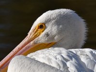 Pelicans3.jpg