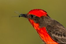DSC_0501.jpg