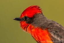 DSC_0616.jpg
