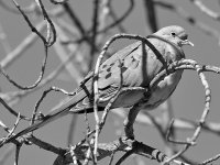 DoveBW_2016_11_29.jpg