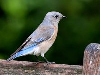 Bluebird.jpg