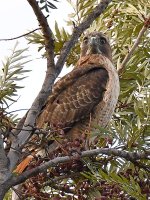 Hawk2.jpg