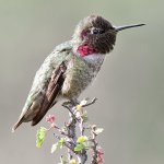 Hummer10.jpg