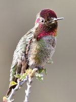 Hummer17.jpg